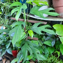 Epipremnum Pinnatum (Cebu Blue) Rooted Live Plants - $25.00