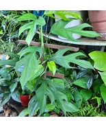 Epipremnum Pinnatum (Cebu Blue) Rooted Live Plants - $25.00