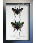 RARE Metallic Praying Mantis Metallyticus Splendidus Pair Entomology Sha... - $135.00