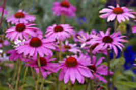 VP 1000 Purple Coneflower Echinacea Purpurea Flower Seeds *  - £3.47 GBP