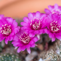 Ball Cactus Pink Flowers 20 PCS Seeds - $11.65