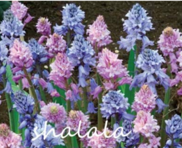 100 Spanish Bluebells Mixture Wood Hyacinth Mix Color Wood Hyacinths Flower Bons - $20.00