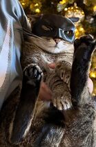 Batman mask for cats,  3D printed, Halloween costume for your cat or sma... - $8.96