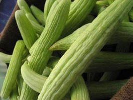 FRESH Armenian Cucumber Seeds Metki Pale White Serpent Burpless  - £2.98 GBP