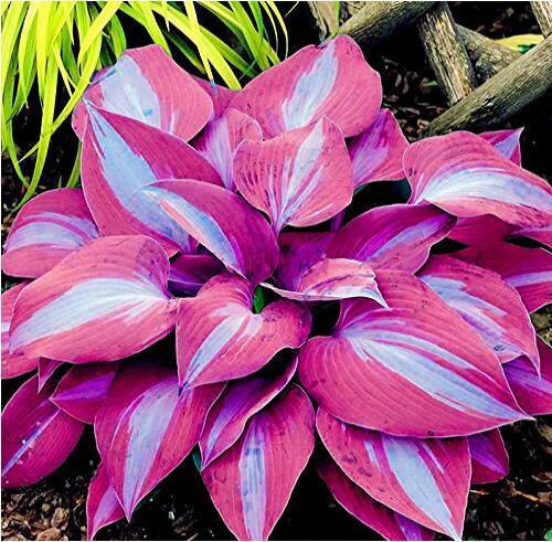 150Pcs/Pack Hosta Flower Seeds S Ornamental Lily Shade Hosta Plants Seed... - $4.99