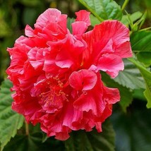 Hibiscus rosa-sinensis Double Red Hibiscus  - £10.90 GBP