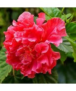 Hibiscus rosa-sinensis Double Red Hibiscus  - £11.07 GBP