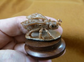 (tb-ins-1-1) tan House Fly Tagua NUT figurine Bali detailed insect carvi... - $43.47