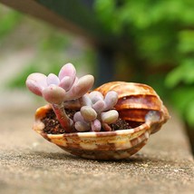 8-10cm Brown Natural Carambola Snail Shell Home Office Fish Tank - £19.94 GBP