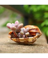 8-10cm Brown Natural Carambola Snail Shell Home Office Fish Tank - $470.61 MXN
