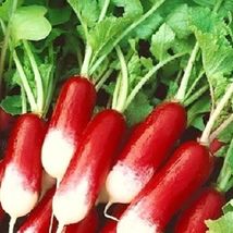 25 Of rench Breakfast Radish Seeds | NON-GMO | Heirloom | Fresh Garden S... - $2.99