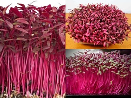 1 oz Seeds RED AMARANTHUS Annual Wildflower Sprouting Garden Container Fast Easy - $24.00