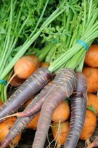 USA Black Nebula Carrot Daucus Carota Root Vegetable 300 Seeds - £8.64 GBP