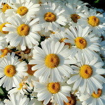 Shasta Daisy 2000 Seeds | Non-GMO | US SELLERA - £20.75 GBP