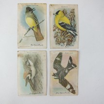 Lot 4 Victorian Trade Cards Arm &amp; Hammer Useful Birds Flycatcher Goldfinch Hawk - £12.75 GBP