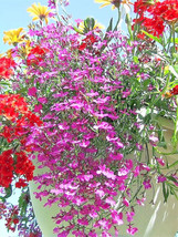 Sale 200 Seeds Rosamond Lobelia Erinus Carmine Red &amp; White Flower  USA - £7.78 GBP