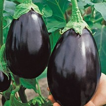 Berynita Store 100 Black Beauty Eggplant Seeds Heirloom Organic Fresh - £8.54 GBP
