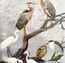 Egrets And Heron Types 1955 Plate Print Birds Of America Nature Art DWEE33 - $29.99