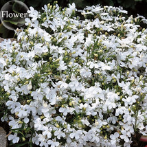 Compact White Lady Lobelia 30 Seeds Light Fragrant White Flowers E3870 Gardening - £9.64 GBP