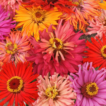 KKG Cactus Mix Zinnia Seeds Giant Cut Come Again Rainbow Dahlia Fresh Ga... - $7.89