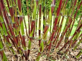 SDC 100 Chusquea Bamboo Seeds Perennial Ornamental Seed Privacy Shoot Fe... - $501.93 MXN