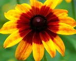 3000 Gloriosa Daisy Seeds Black Eyed Susan Non Gmo Fast Shipping - $8.99