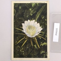 Vintage Night Blooming Cereus Hawaii Linen Postcard 1930s Flower Floral - $7.88