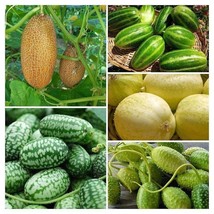 Exotic cucumber PACKAGE - edible - SORTIMENT - 5 variety - 25+ seeds V 120 - £5.58 GBP