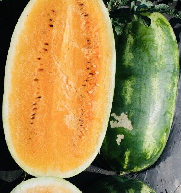 Tendersweet Orange Watermelon Seeds Fresh Harvest New Fresh  - $3.98