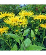 Organic Elecampane Seeds x50 - High Germination Inula, Medicinal Herb Cu... - £5.99 GBP