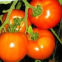 USA Seller 200 Tomato Seeds Oregon Spring 58 Days Fast Shipping - $17.00