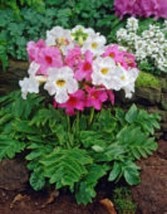 PowerOn 25+ Incarvillea Hardy Gloxinia / Cream &amp; Rosy Purple Mix Perennial Flowe - £5.51 GBP