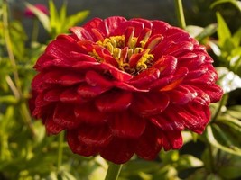 NEW! 35 Of  GIANT RED ZINNIA FLOWER SEEDS - LONG LASTING CUT FLOWERS - D... - $9.99