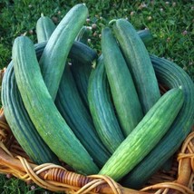 25 Dark Armenian Cucumber Seeds Non-Gmo Harvest Fresh Garden - £4.40 GBP