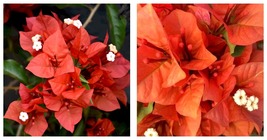 Flame Bougainvillea Small Well Rooted Live starter/plug plant - £43.15 GBP