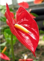 Hawaiian Red Anthurium Plant 6-10 Inches in a 2&quot; Pot Summer Special Graden New - £23.05 GBP