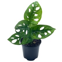 Monstera Adansonii Swiss Cheese Plant, Live in a 4 inch Pot by BubbleBlooms - £11.96 GBP