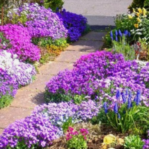 HT 500 Rock Cress Seeds Royal Hummingbird Spring Mix Ground Cover Planti... - $9.33