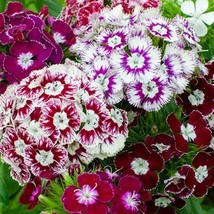 Dianthus Hollandia Purple Crown, 50 Seeds R - £12.75 GBP