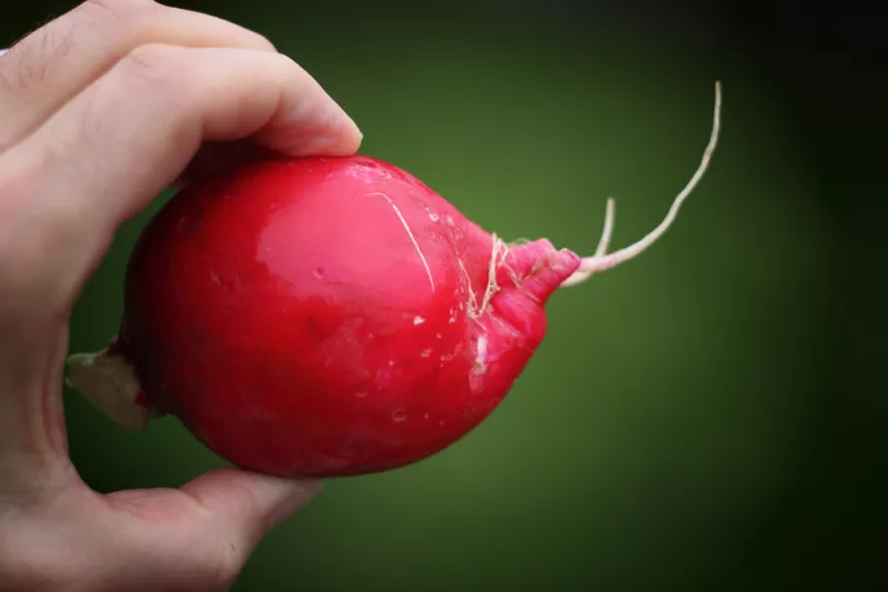 500 Seeds CHAMPION RADISH Sweet Scarlet Red Raphanus Sativus Root Vegetable  - £8.80 GBP