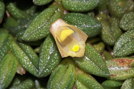Dendrobium / Dockrillia Toressae Mini Miniature Orchid Mounted - £34.47 GBP