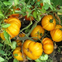 Rare Tomato Ismail&#39;s Ribbed Seeds (5) - Grow Your Own Unique Striped Tomatoes, I - £5.59 GBP