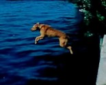 Dog Diving Into Lake Washington Mid Air Flying Dog 35mm Slide Car53 - $8.86