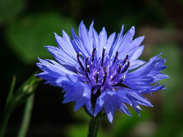 500 Blue Cornflower Seeds Flowers Bachelor Button Cut Dried Garden Container - £14.14 GBP