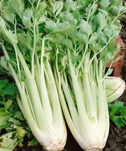 250+Tall Utah 52-70 Celery Seeds, NON-GMO, ORGANIC, HEIRLOOM - Free Ship... - $2.68 CAD