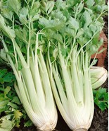 250+Tall Utah 52-70 Celery Seeds, NON-GMO, ORGANIC, HEIRLOOM - Free Ship... - $1.95