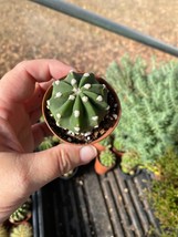 Cactus Domino Easter Lily Fuzzy Navel Echinopsis 2&quot; Pot Live Plant - $5.94