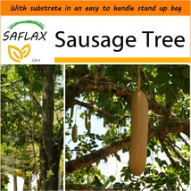 SAFLAX Garden in the Bag - Sausage Tree - Kigelia - 10 seeds  - $6.85