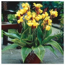 Multi Color Canna Flower Plant Seeds Garden USA Seller - £15.92 GBP