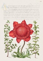 14027.Decor Poster.Room wall design.Hoefnagel botanical calligraphy art.Flowers - £11.25 GBP